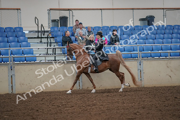 2019 Morgan Horse Show - Aug 30, 2019 - 25159