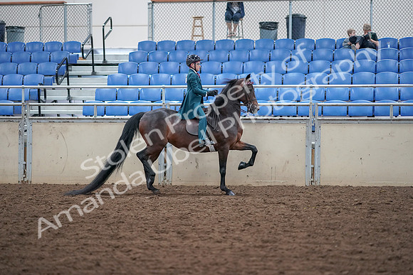 2019 Morgan Horse Show - Aug 30, 2019 - 18168