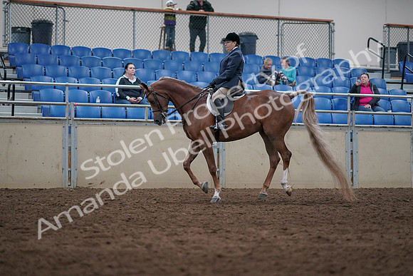 2019 Morgan Horse Show - Sept 01, 2019 - 08670