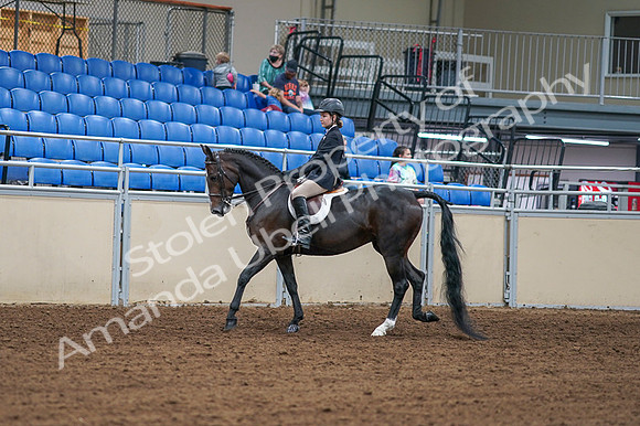 2020 - AB Morgan Horse - Fri, Sept 04 - 01992