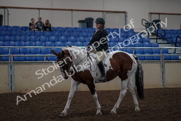 2019 Morgan Horse Show - Aug 30, 2019 - 31188