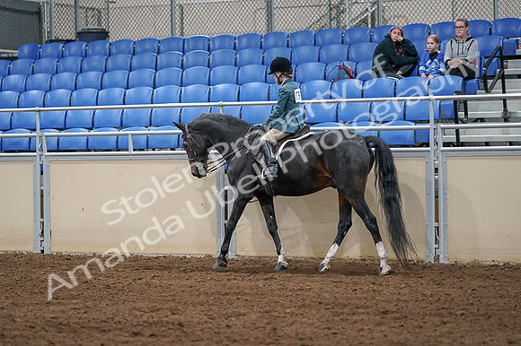 2020 - AB Morgan Horse - Fri, Sept 04 - 07741