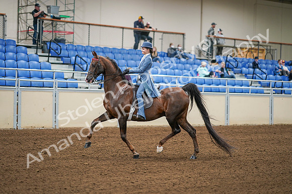 2020 - AB Morgan Horse - Fri, Sept 04 - 04854