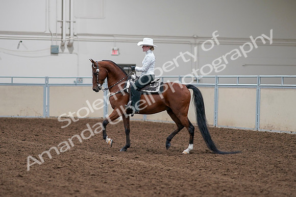 2020 - AB Morgan Horse - Fri, Sept 04 - 03563