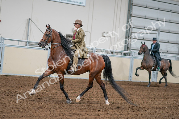2020 - AB Morgan Horse - Sat, Sept 05 - 07988