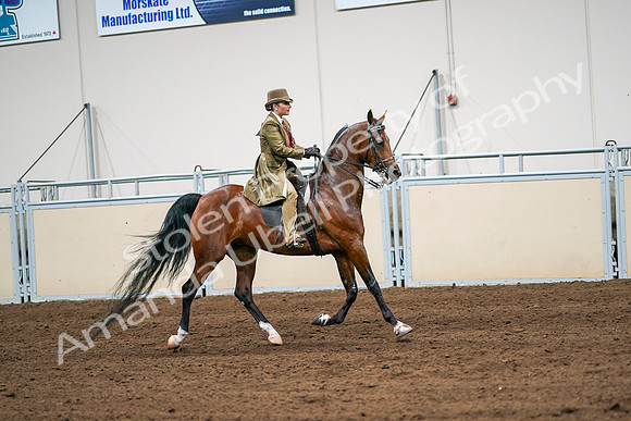 2020 - AB Morgan Horse - Sat, Sept 05 - 08185