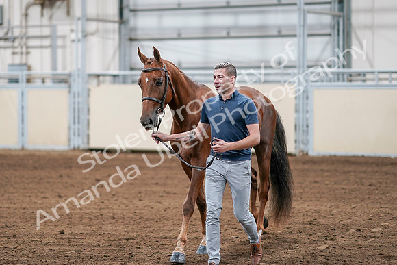 2020 - AB Morgan Horse - Sat, Sept 05 - 00198