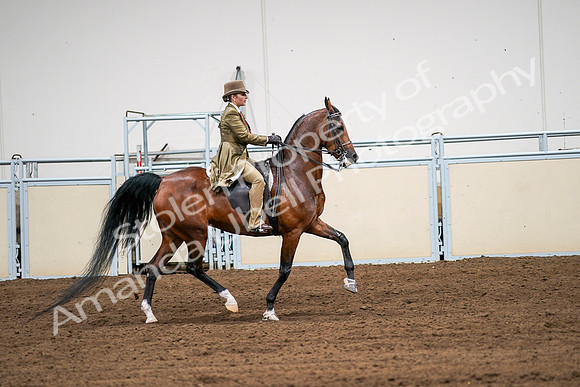 2020 - AB Morgan Horse - Sat, Sept 05 - 08205