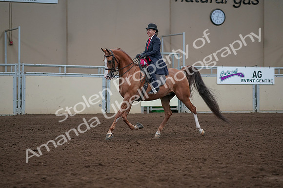 2019 Morgan Horse Show - Sept 01, 2019 - 12116