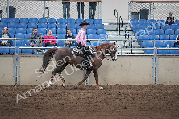 2019 Morgan Horse Show - Sept 01, 2019 - 07065