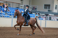 2020 - AB Morgan Horse - Fri, Sept 04 - 06240