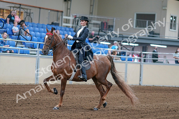 2020 - AB Morgan Horse - Fri, Sept 04 - 06240