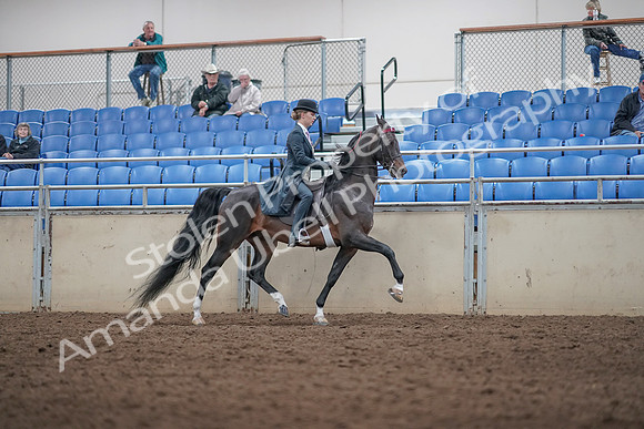2019 Morgan Horse Show - Aug 31, 2019 - 08919