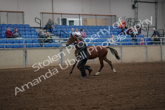 2019 Morgan Horse Show - Aug 30, 2019 - 25546