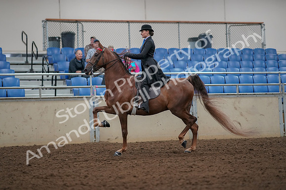2019 Morgan Horse Show - Aug 30, 2019 - 25132