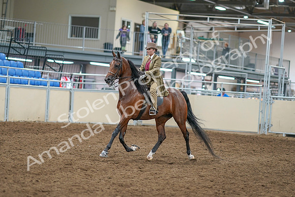 2020 - AB Morgan Horse - Sat, Sept 05 - 05283