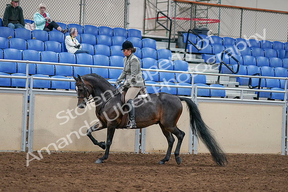 2020 - AB Morgan Horse - Sat, Sept 05 - 14328