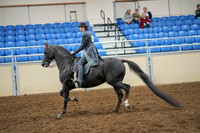 2020 - AB Morgan Horse - Sat, Sept 05 - 13588