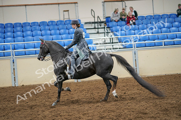 2020 - AB Morgan Horse - Sat, Sept 05 - 13588