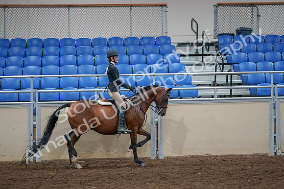 2020 - AB Morgan Horse - Fri, Sept 04 - 06142