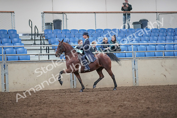 2019 Morgan Horse Show - Aug 31, 2019 - 08709