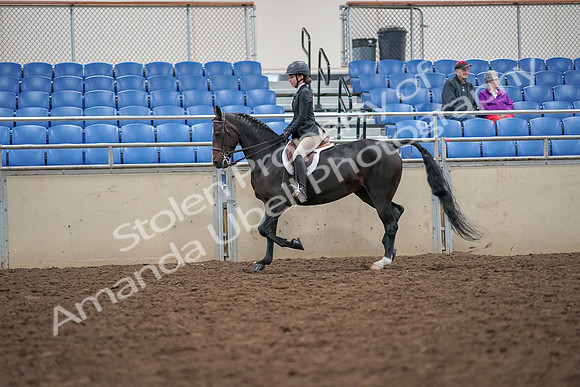 2019 Morgan Horse Show - Aug 30, 2019 - 20105