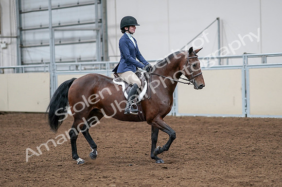 2020 - AB Morgan Horse - Fri, Sept 04 - 05979