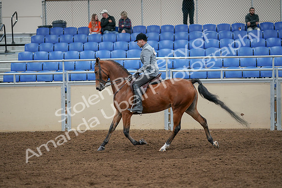 2020 - AB Morgan Horse - Fri, Sept 04 - 10353