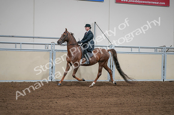 2020 - AB Morgan Horse - Fri, Sept 04 - 07973