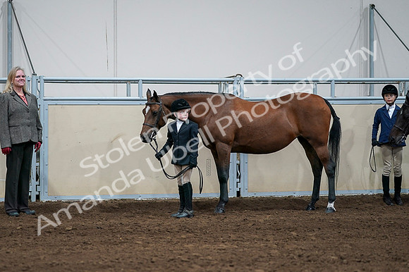 2020 - AB Morgan Horse - Fri, Sept 04 - 00823
