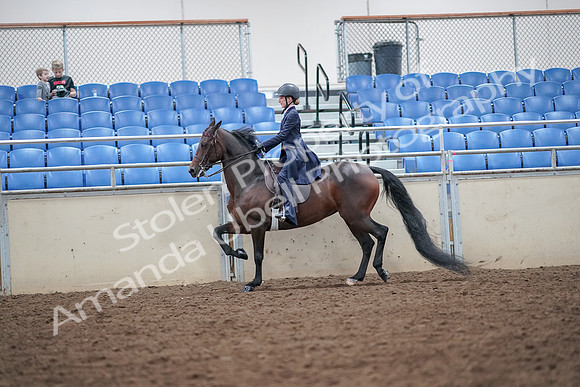 2019 Morgan Horse Show - Aug 30, 2019 - 17875