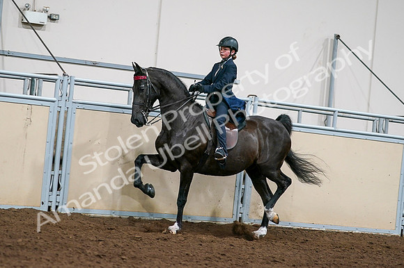 2020 - AB Morgan Horse - Fri, Sept 04 - 03226