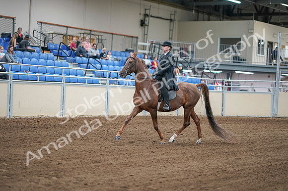 2020 - AB Morgan Horse - Fri, Sept 04 - 07916