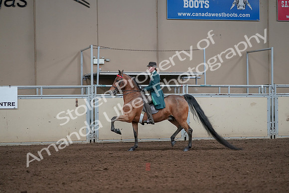 2019 Morgan Horse Show - Sept 01, 2019 - 13188