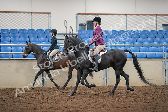 2019 Morgan Horse Show - Aug 30, 2019 - 23338