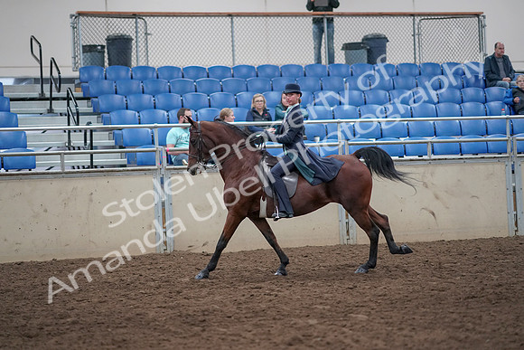 2019 Morgan Horse Show - Aug 31, 2019 - 08851