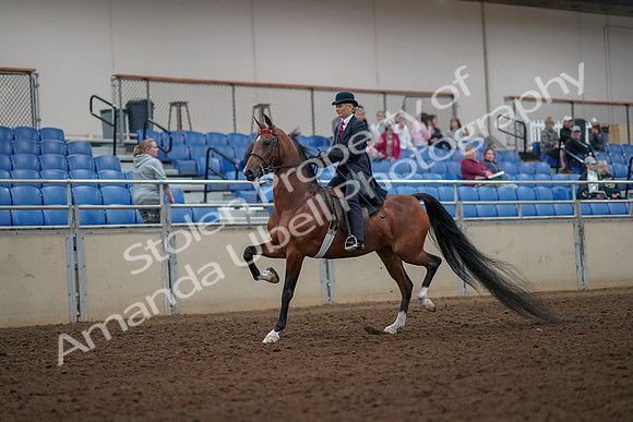 2019 Morgan Horse Show - Aug 30, 2019 - 25065