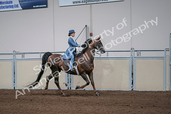2020 - AB Morgan Horse - Fri, Sept 04 - 05130