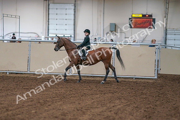 2020 - AB Morgan Horse - Fri, Sept 04 - 01998