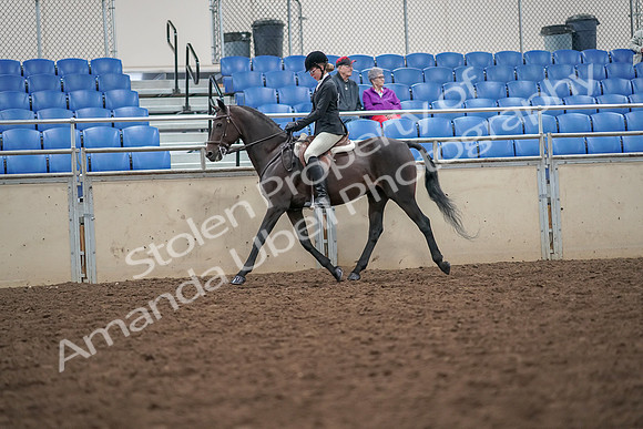 2019 Morgan Horse Show - Aug 30, 2019 - 20122