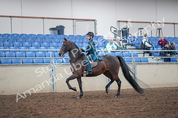 2019 Morgan Horse Show - Aug 30, 2019 - 17837