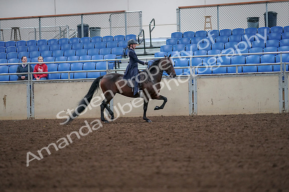 2019 Morgan Horse Show - Aug 30, 2019 - 18031