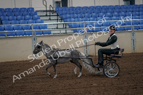 2019 Morgan Horse Show - Aug 30, 2019 - 13152