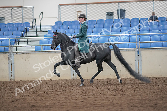 2019 Morgan Horse Show - Aug 30, 2019 - 15425