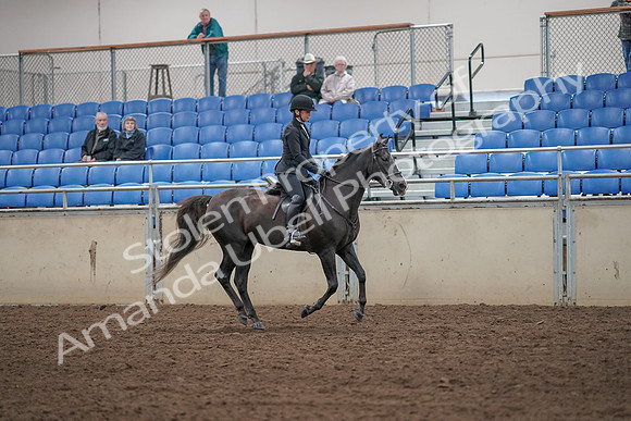 2019 Morgan Horse Show - Aug 31, 2019 - 07540