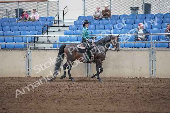 2019 Morgan Horse Show - Sept 01, 2019 - 07107