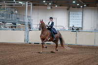 2020 - AB Morgan Horse - Fri, Sept 04 - 06231