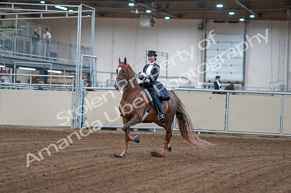 2020 - AB Morgan Horse - Fri, Sept 04 - 06231
