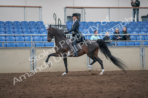 2019 Morgan Horse Show - Aug 31, 2019 - 08736