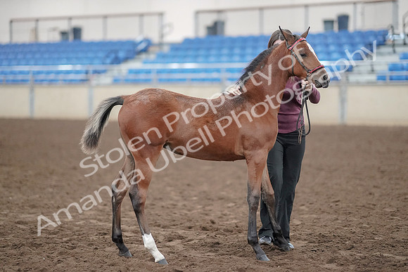 2019 Morgan Horse Show - Aug 31, 2019 - 00435